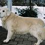Sunbeam Gentle Anvil Morning Star
(26.11.1992 - 18.05.2005)